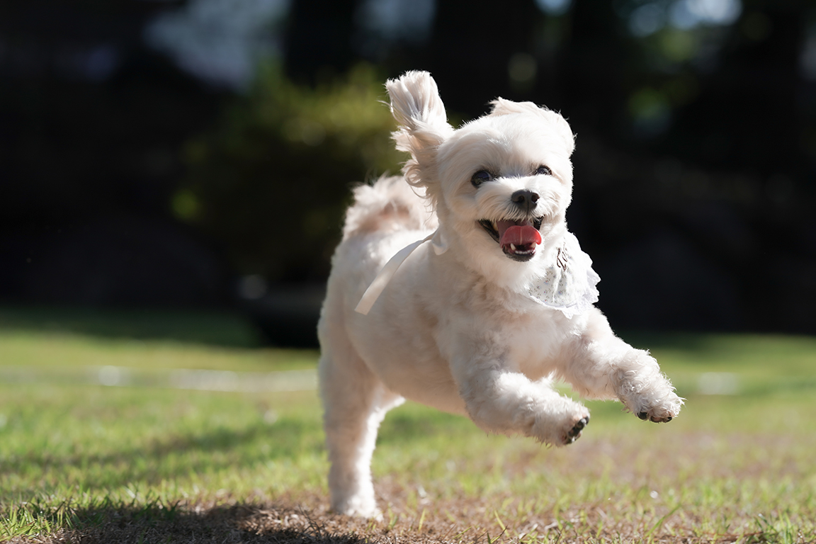 【愛犬同伴可能】ドッグドーム