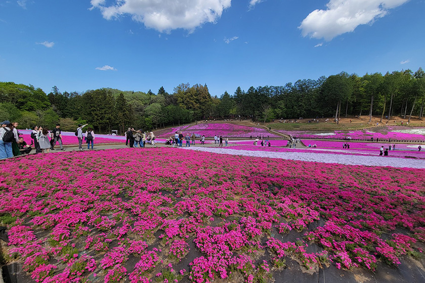 羊山公園