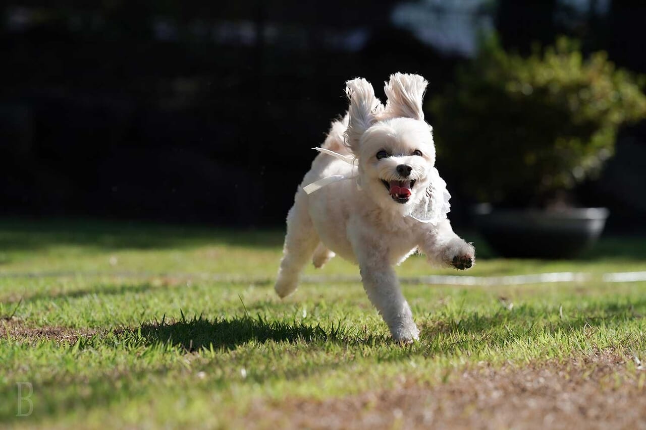 フォレストグラスキャビン＜犬同伴可＞